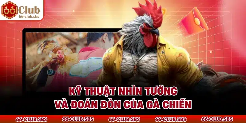 Kỹ thuật nhìn tướng và đoán đòn của gà chiến