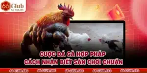 Cược Đá Gà Hợp Pháp - Cách Nhận Biết Sân Chơi Chuẩn
