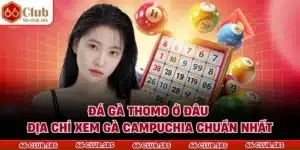 Đá Gà Thomo Ở Đâu - Địa Chỉ Xem Gà Campuchia Chuẩn Nhất